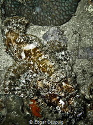 Stone Fish by Edgar Despuig 